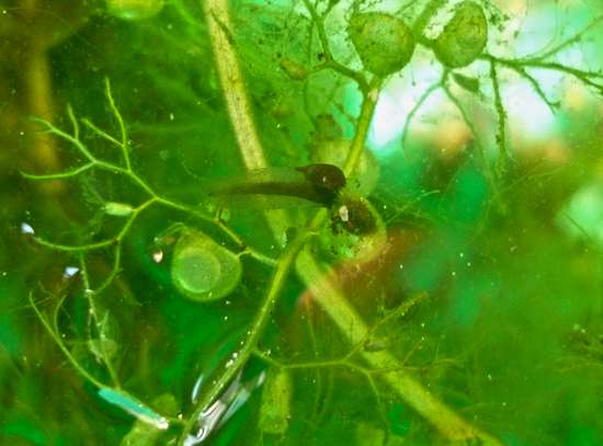 Predazione da parte di Utricularia vulgaris su girino